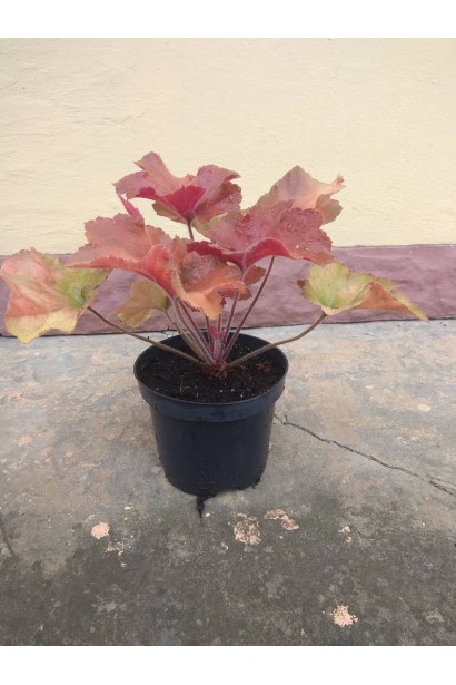 Гейхера гибридная Саузен Комфорт  - 3л/вис.10-15см/Ø20-25